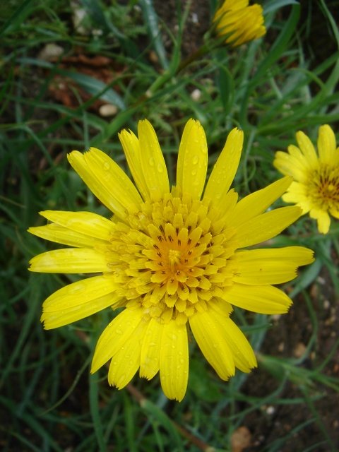 Tragopogon pratensis
